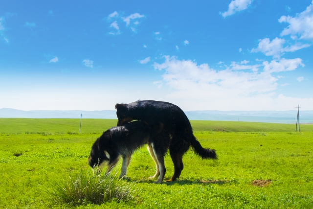 要注意 犬のマウンティングの意味としつけ方