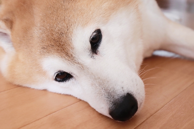 犬のヒートって何 解説と対処法