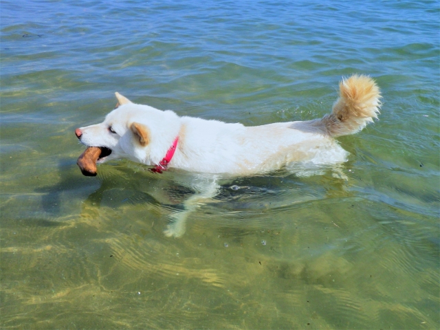 愛犬とお出かけ 海へ行く時の注意事項と持ち物