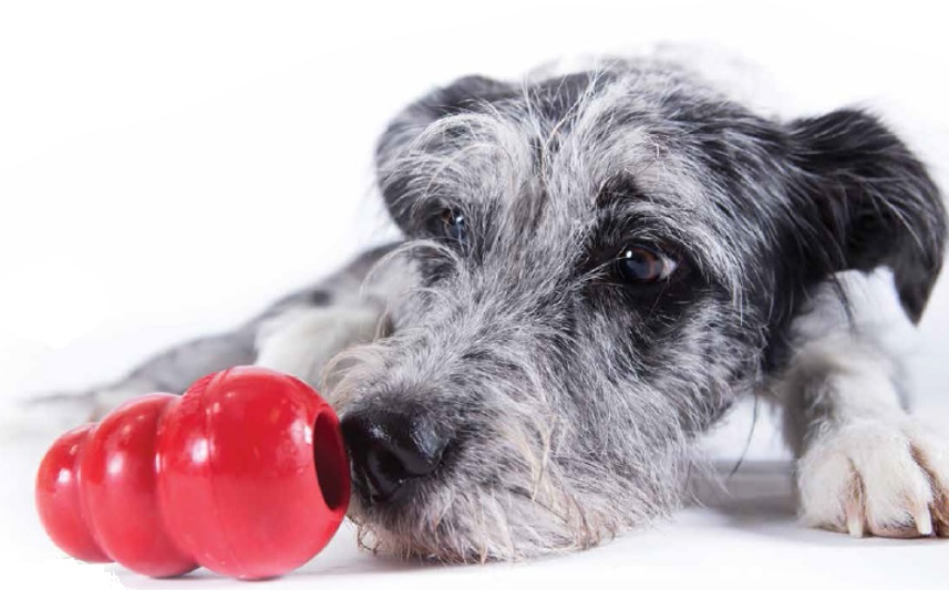 犬用おもちゃ コング の良さとは コングをおすすめする４つ理由